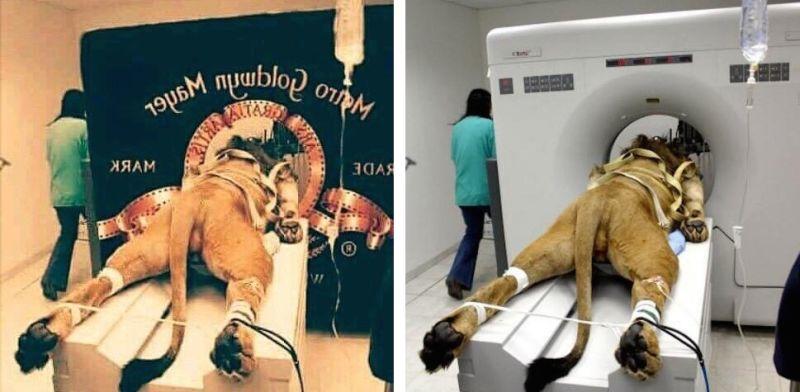 viral fake photo viral fake photo