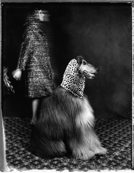 dog woman black white photography dog woman black white photography