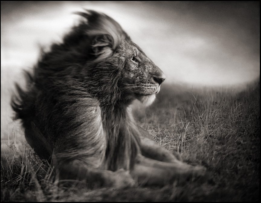 famous wildlife lion photography famous wildlife lion photography