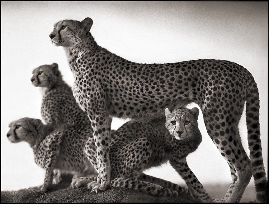 famous wildlife cheetah photography famous wildlife cheetah photography
