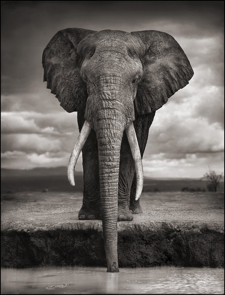 famous wildlife elephant photography famous wildlife elephant photography