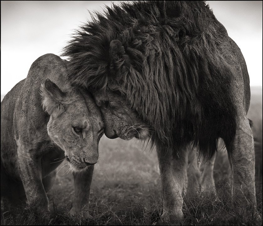 famous wildlife photographer famous wildlife photographer
