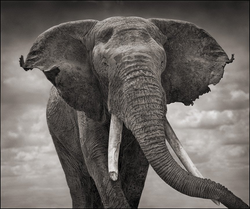 famous wildlife elephant photography famous wildlife elephant photography